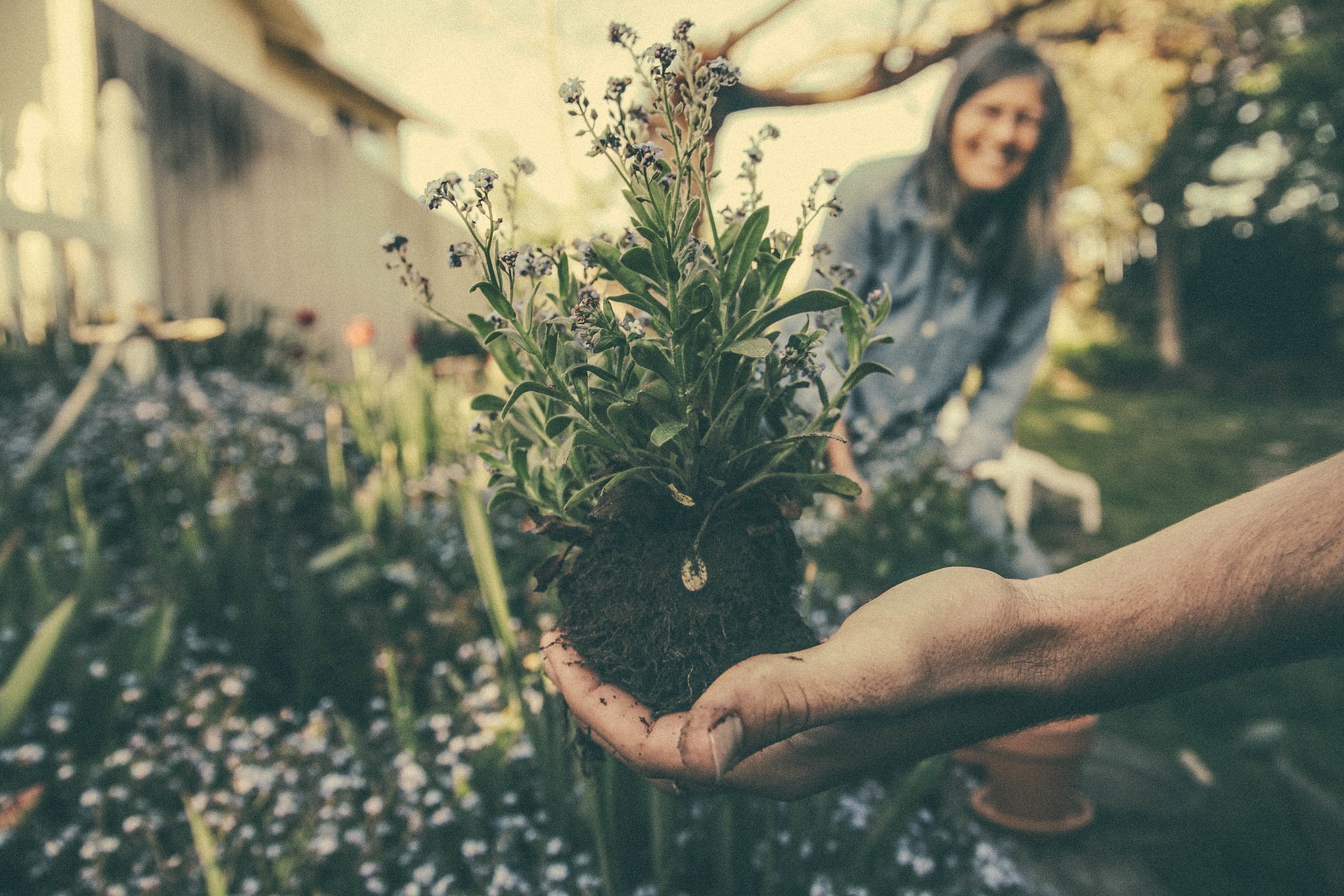 Keramzyt przy uprawie roślin – sprawdź jego szerokie zastosowanie!